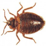 Cimicidae bedbug ትኋን